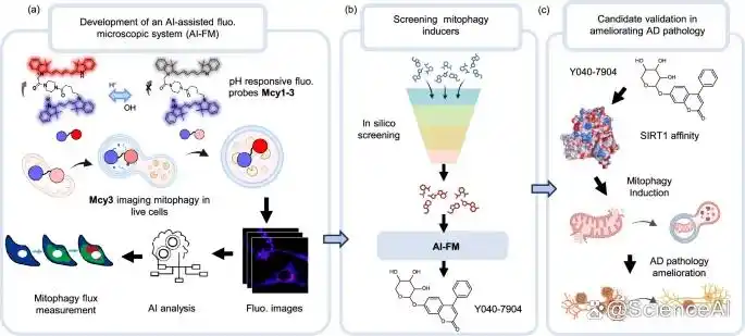复旦团队让线粒体自噬「可视化」AI-FM揪出抗阿尔茨海默病潜力药__复旦团队让线粒体自噬「可视化」AI-FM揪出抗阿尔茨海默病潜力药