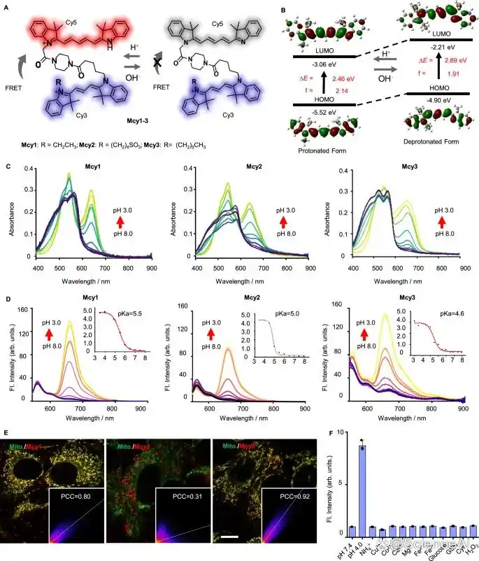 复旦团队让线粒体自噬「可视化」AI-FM揪出抗阿尔茨海默病潜力药_复旦团队让线粒体自噬「可视化」AI-FM揪出抗阿尔茨海默病潜力药_