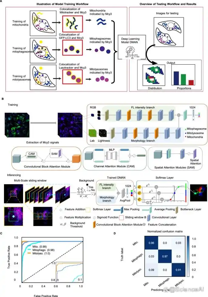 复旦团队让线粒体自噬「可视化」AI-FM揪出抗阿尔茨海默病潜力药__复旦团队让线粒体自噬「可视化」AI-FM揪出抗阿尔茨海默病潜力药