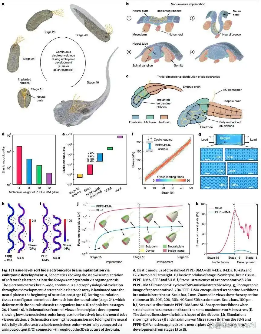 脊椎动物胚胎实现生物电子器件整合，哈佛大学登《Nature》封面_脊椎动物胚胎实现生物电子器件整合，哈佛大学登《Nature》封面_