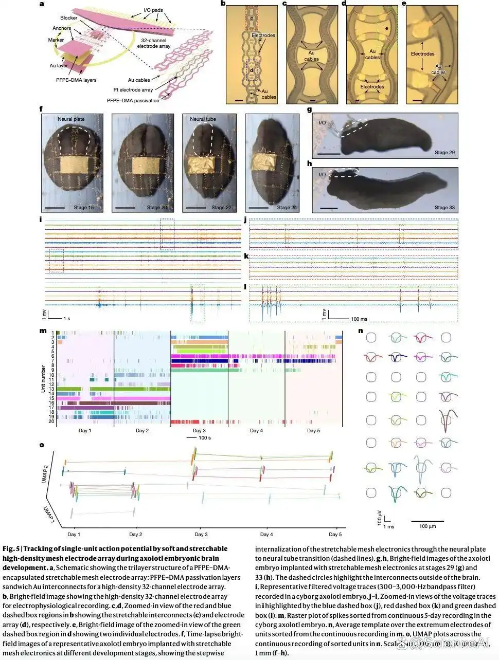 脊椎动物胚胎实现生物电子器件整合，哈佛大学登《Nature》封面_脊椎动物胚胎实现生物电子器件整合，哈佛大学登《Nature》封面_